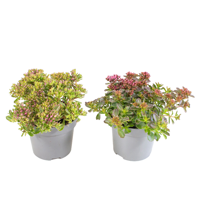Sedum spurium spot on