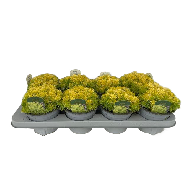 Sedum reflexum yellow cushion