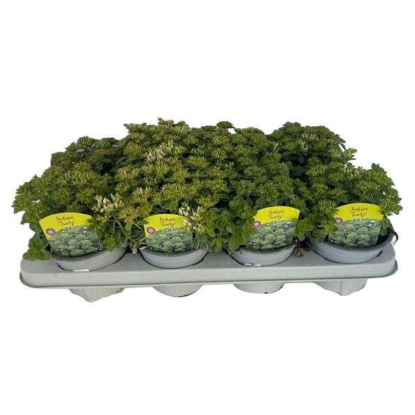 Sedum turty