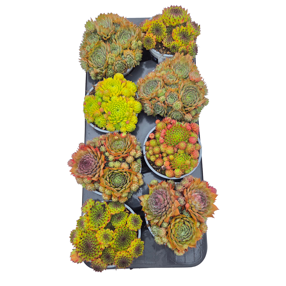 Sempervivum