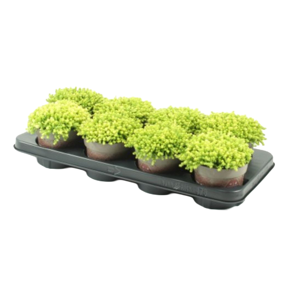 Sedum acre aurea