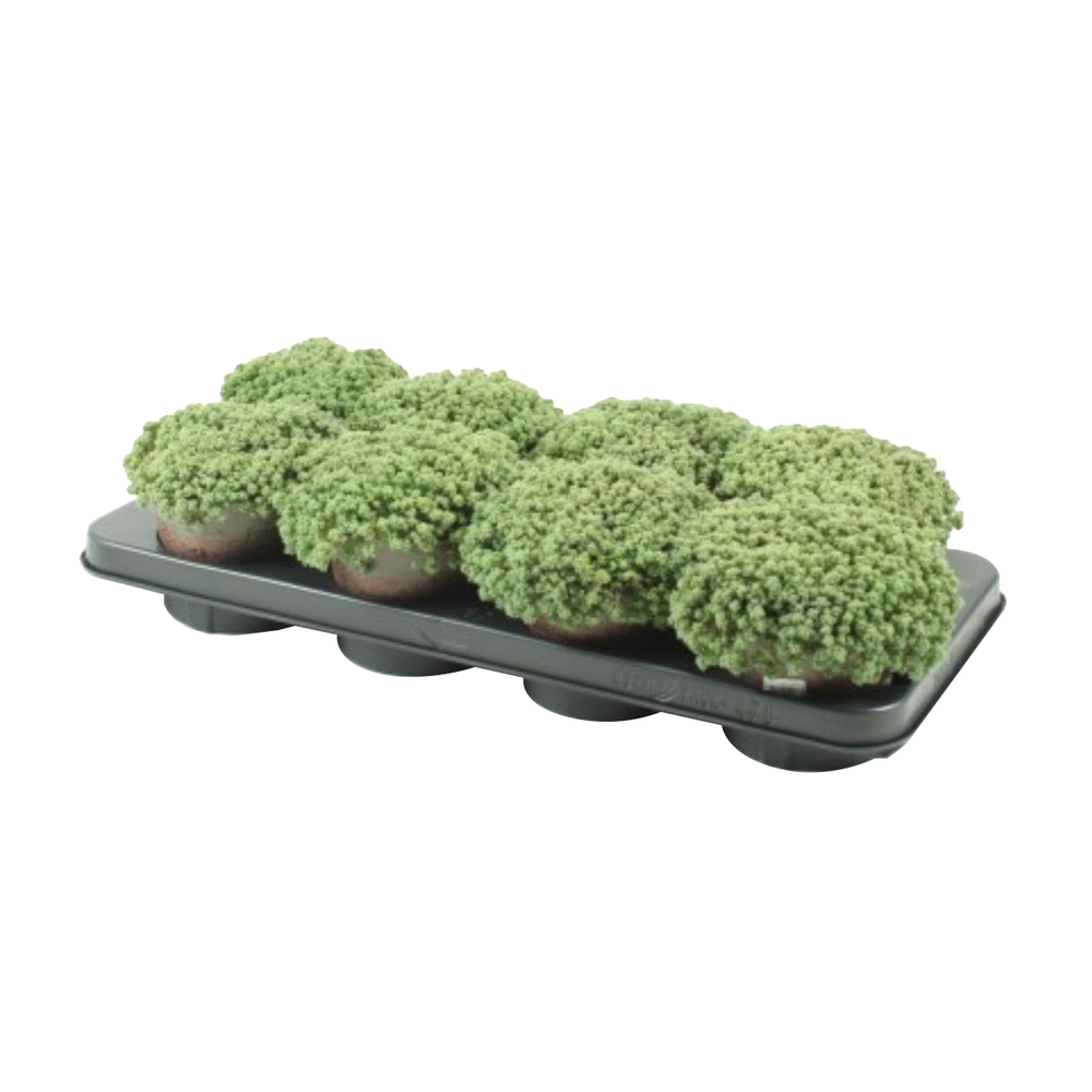 Sedum dasyphyllum