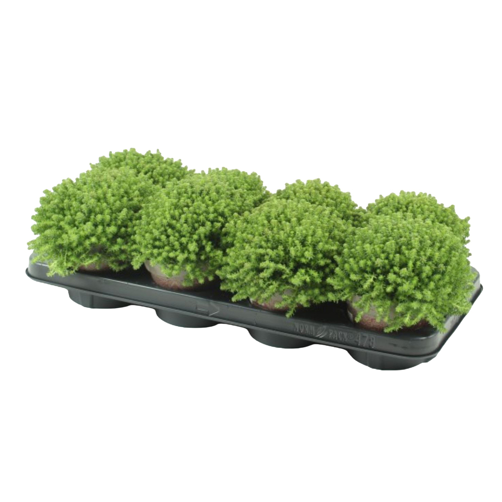 Sedum sexangulare
