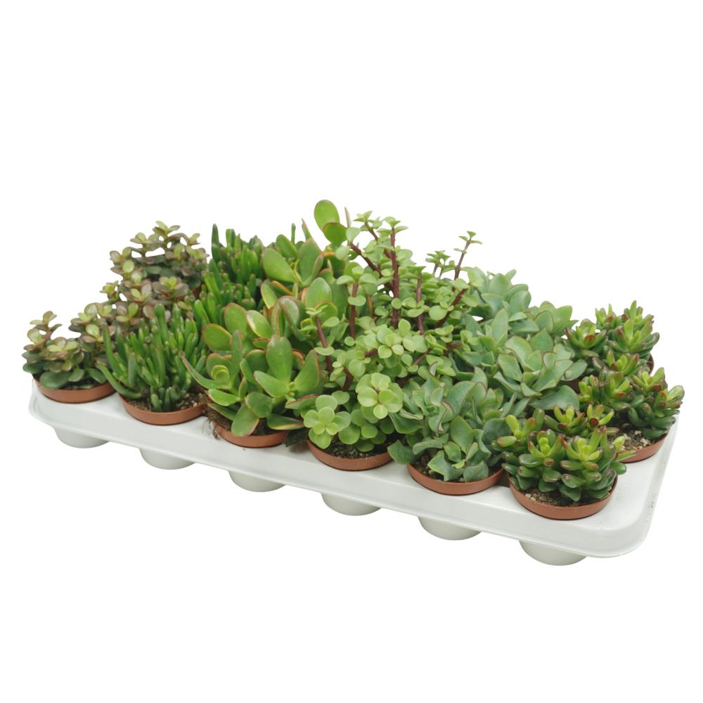 crassula
