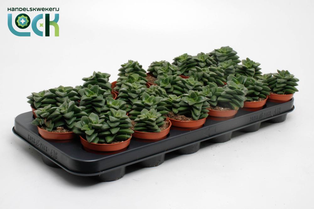 crassula