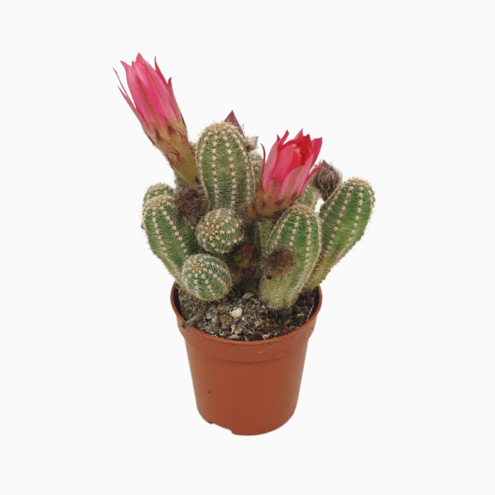 Chamaecereus