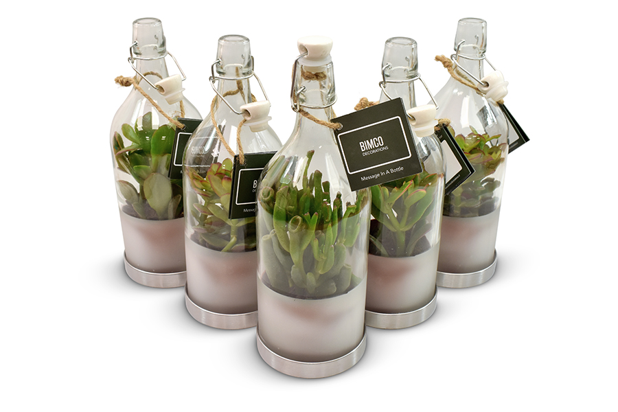 crassula
