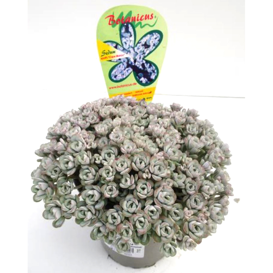 cactées succulentes