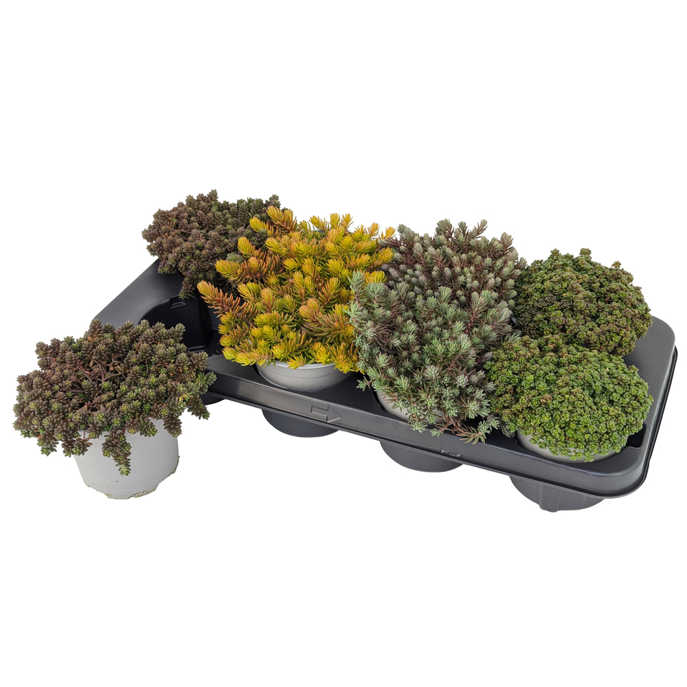 Sedum hybrida