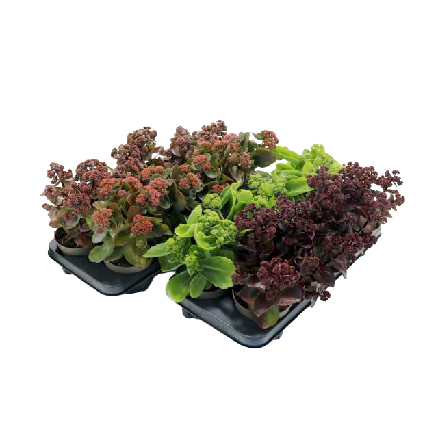 Sedum telephium
