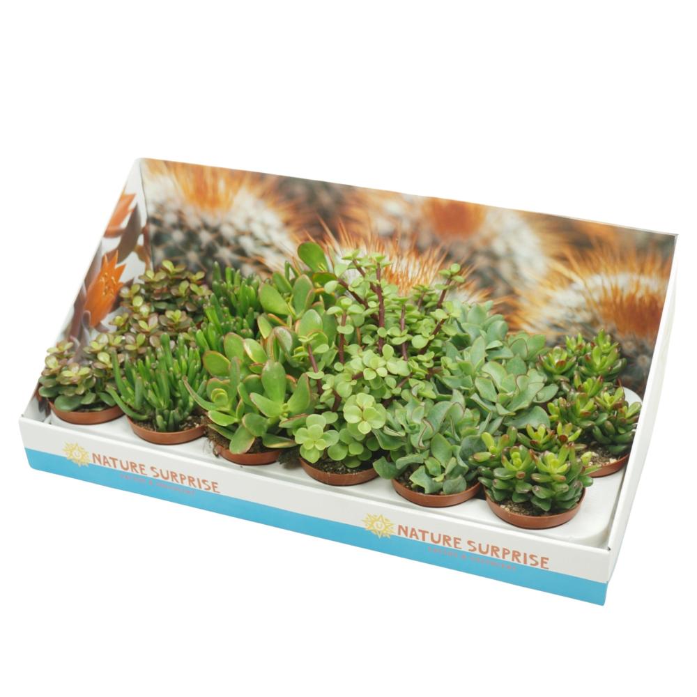 crassula
