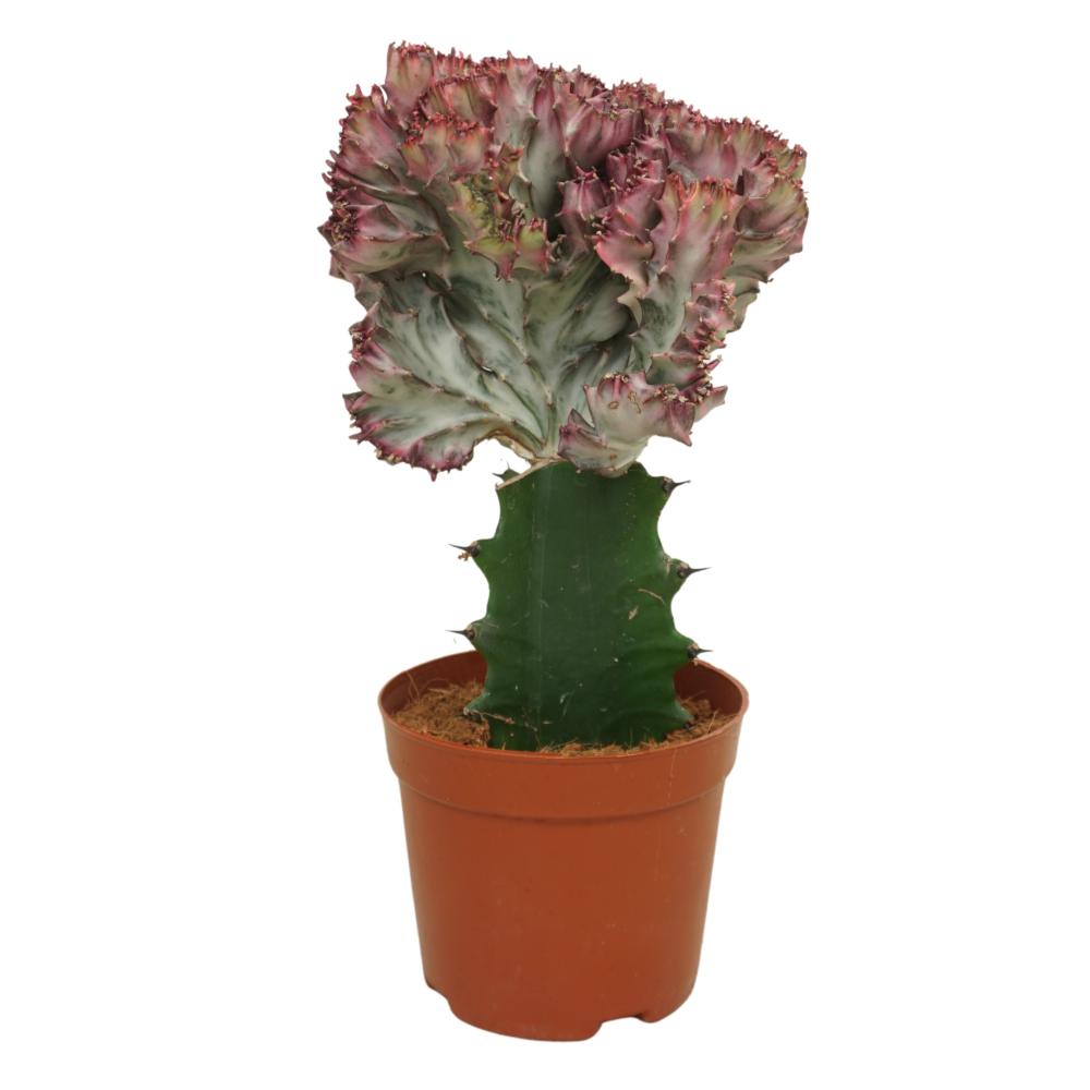 Euphorbia