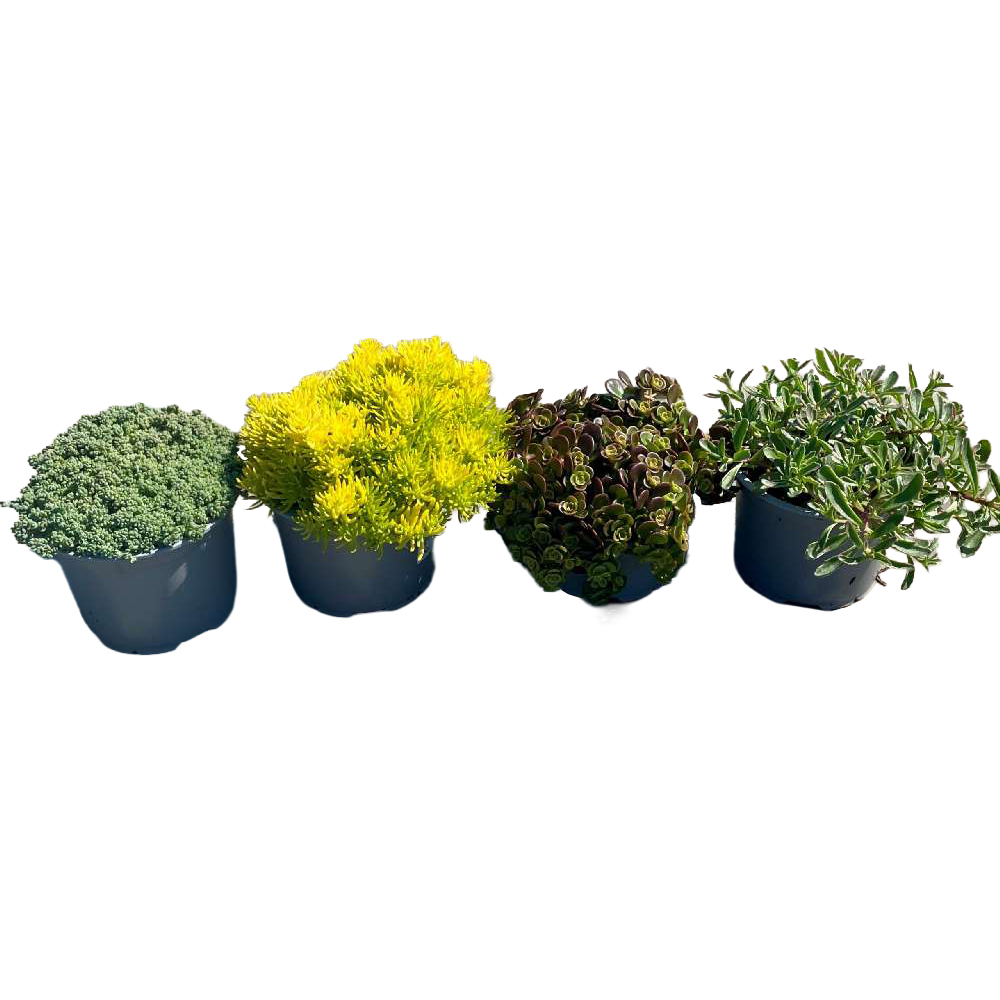 Sedum