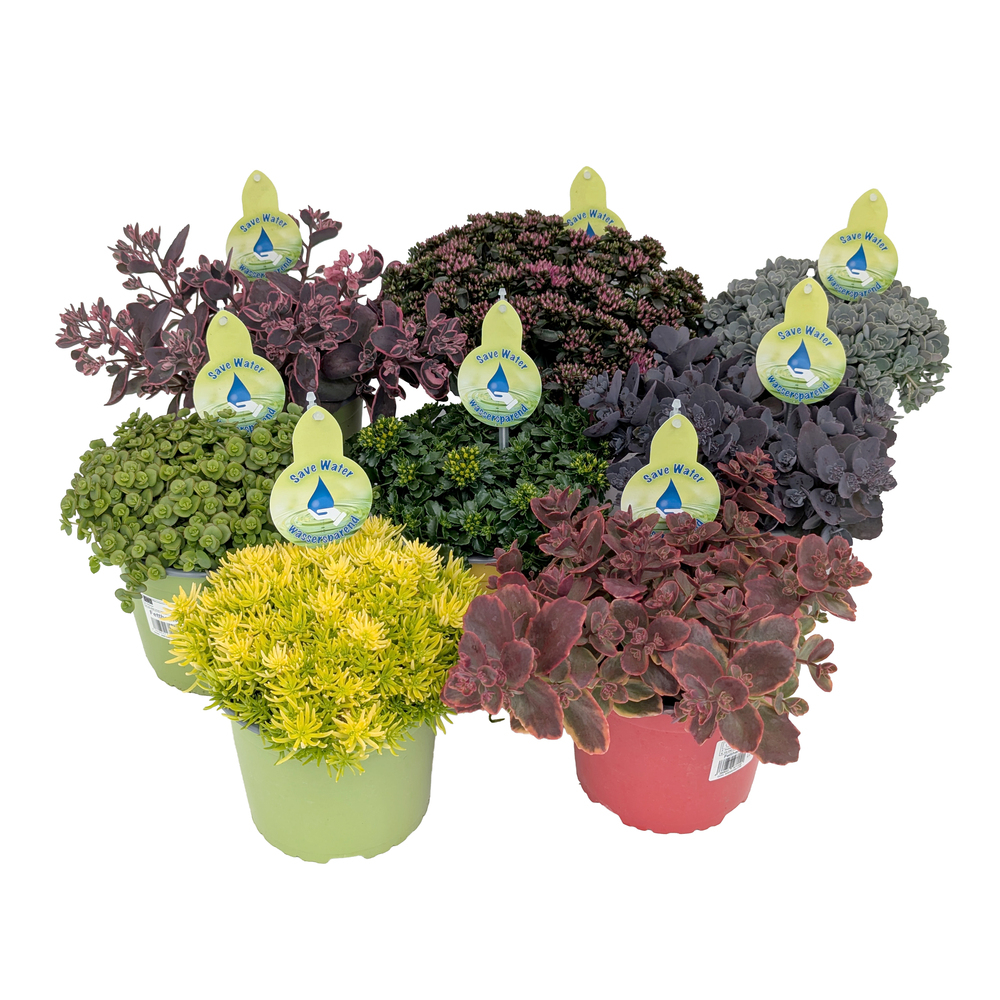 Sedum save water