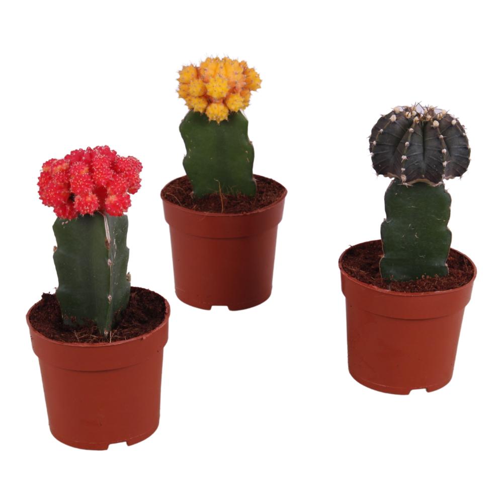 gymnocalycium (cactus greffé)