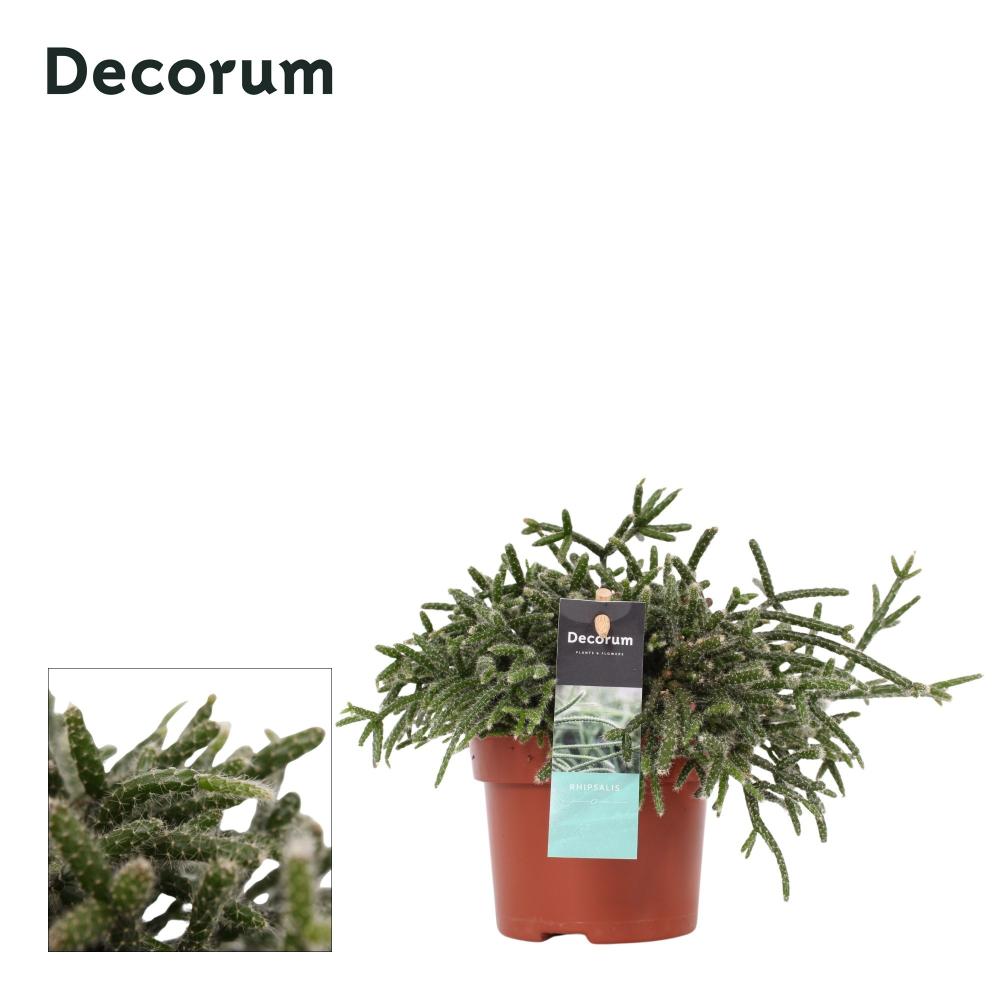 rhipsalis