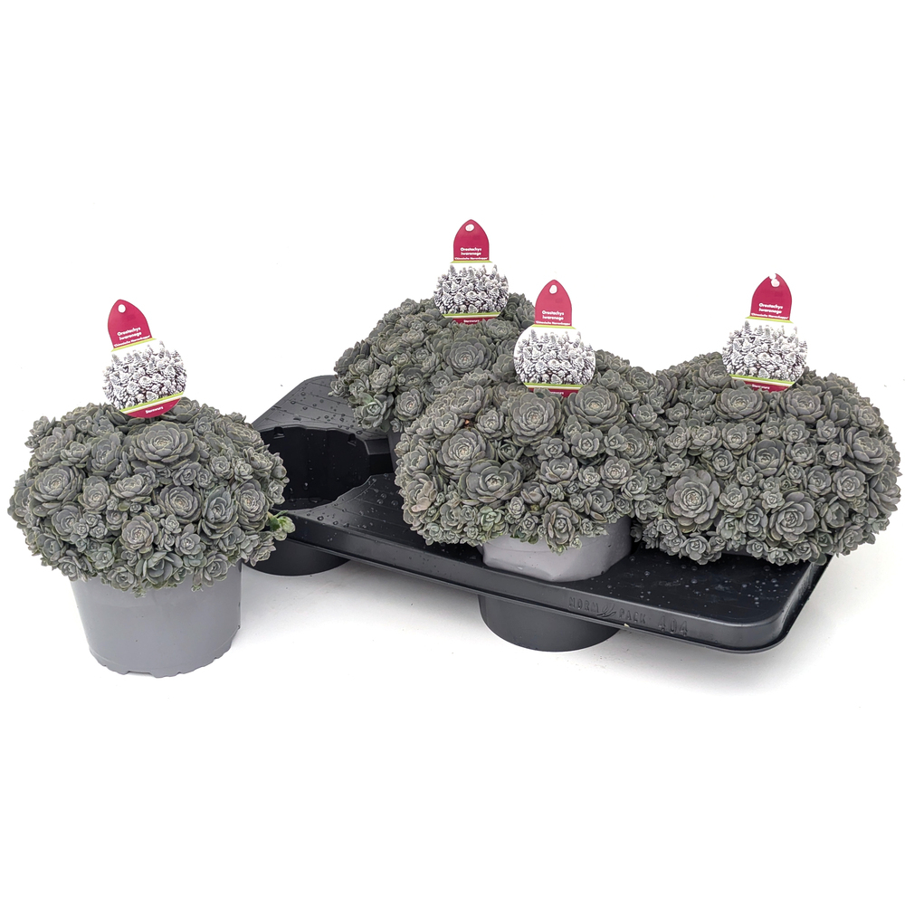 Orostachys iwarenge