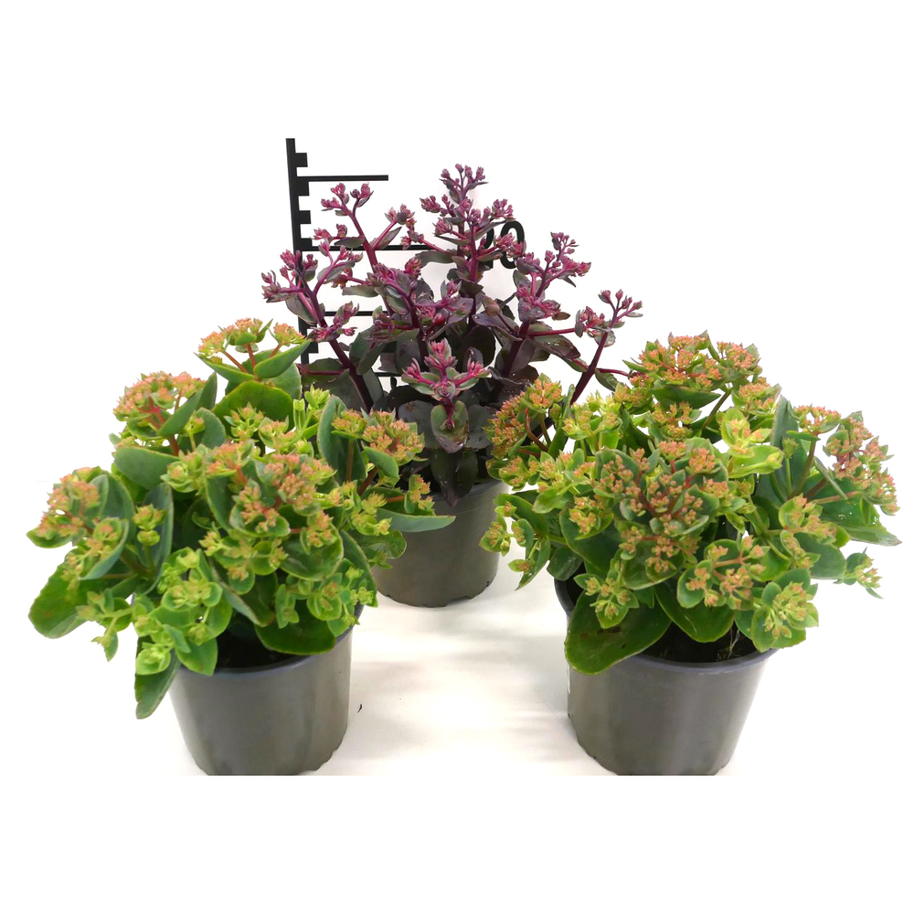 Sedum telephium herbstfreude