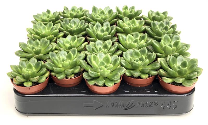 echeveria