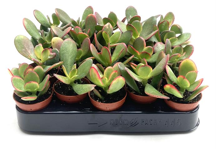 crassula