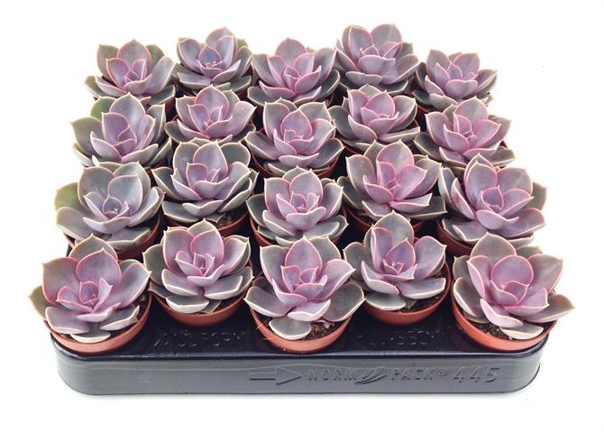 echeveria