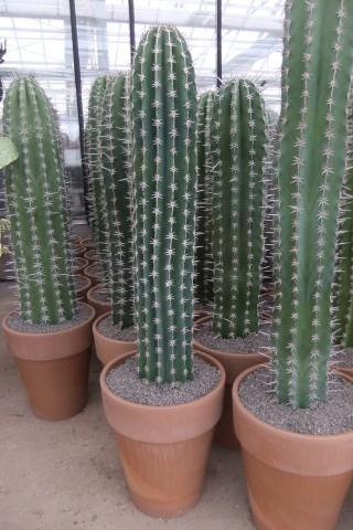 Cereus
