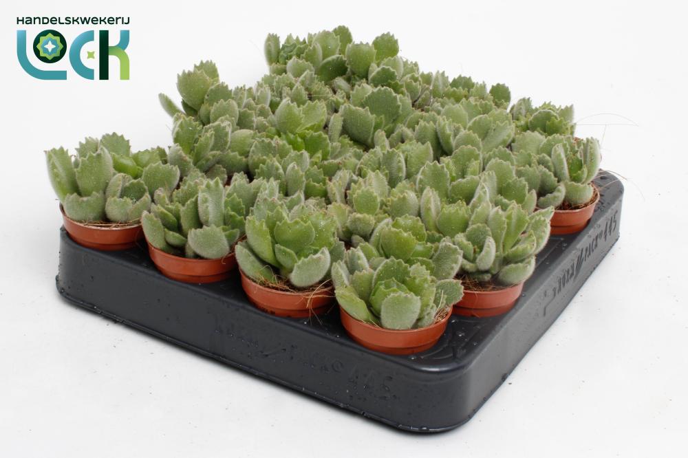 Cotyledon