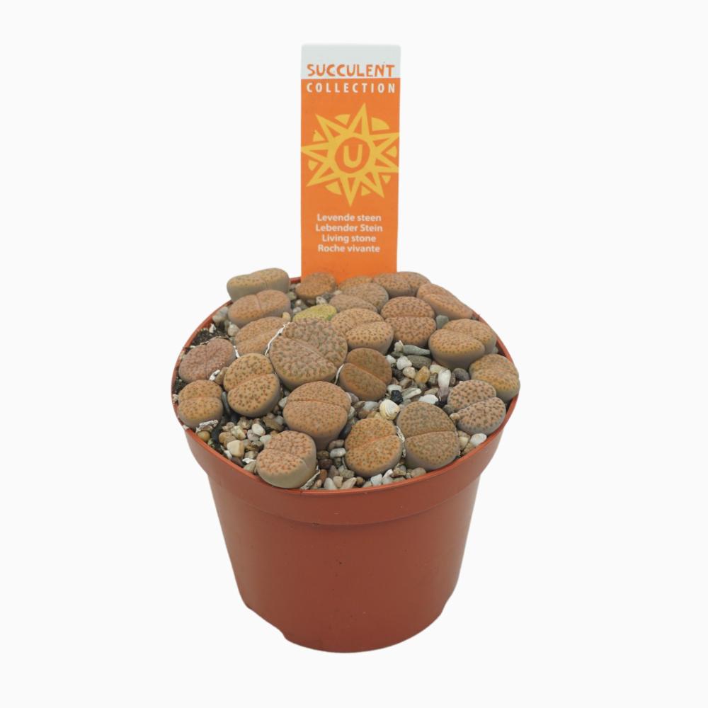 Lithops