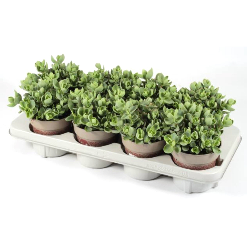 Sedum ewersii