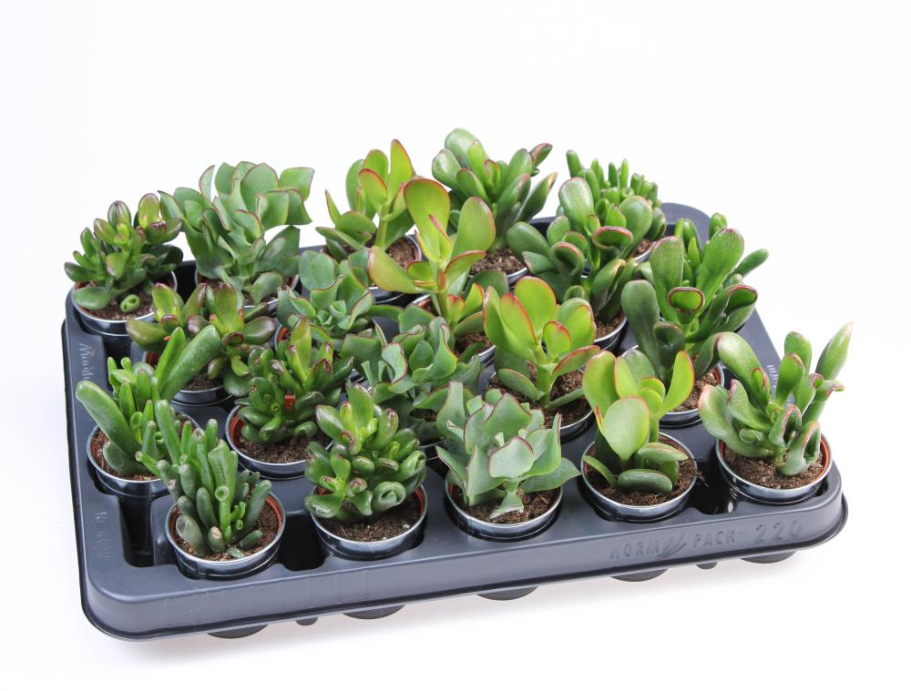 crassula