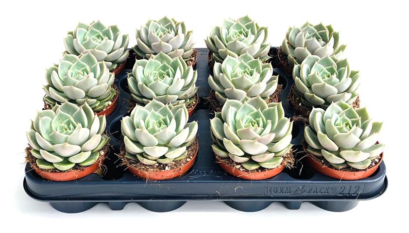 echeveria