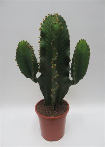 Euphorbia