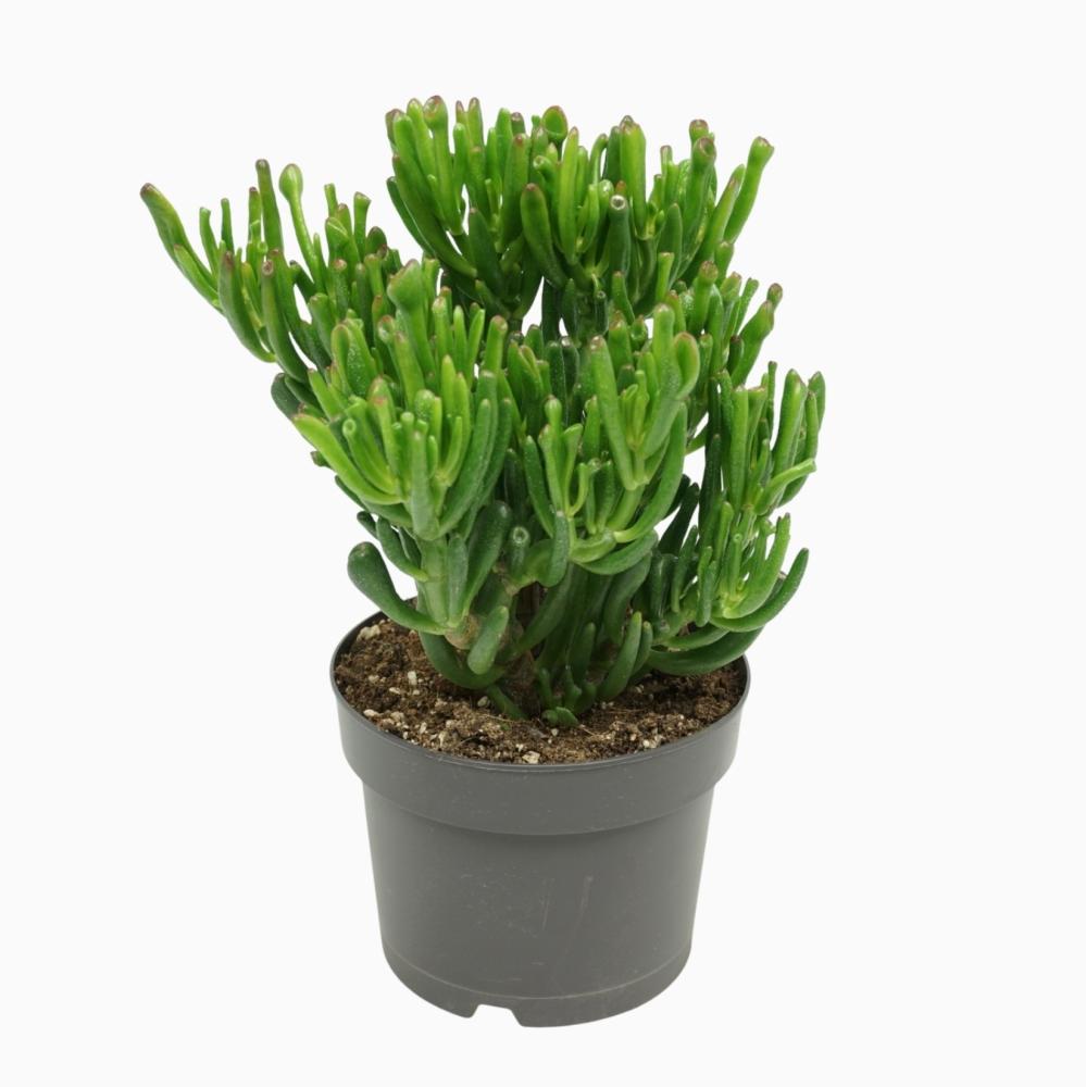 crassula