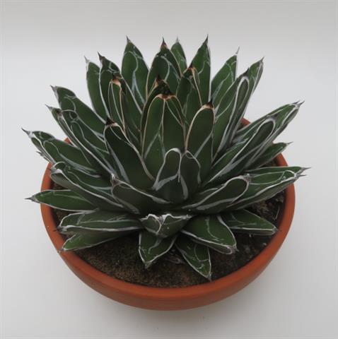 Agave