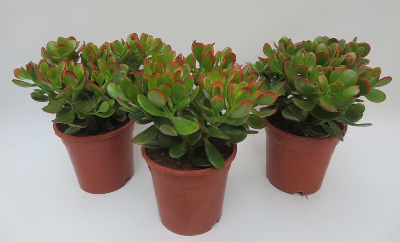 Crassula
