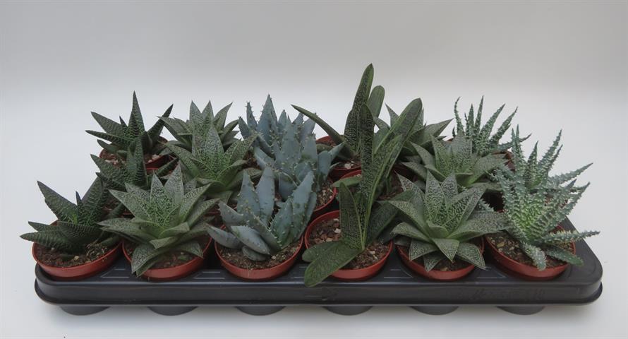 Aloe
