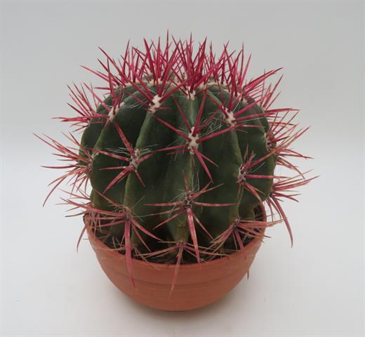 Ferocactus