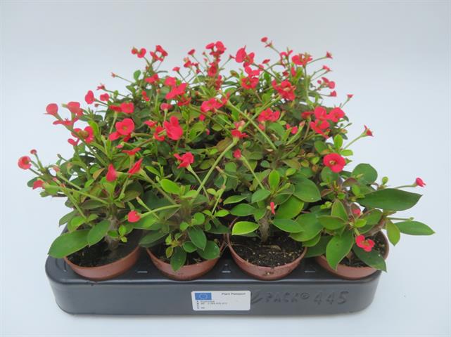 Euphorbia milii
