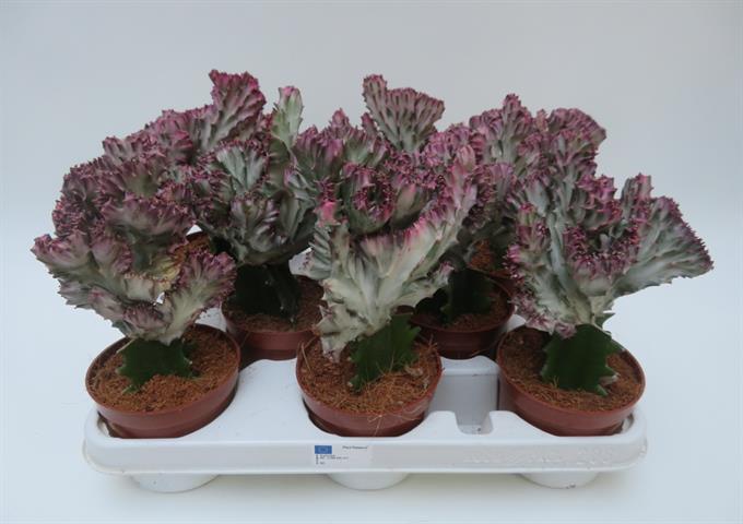 Euphorbia