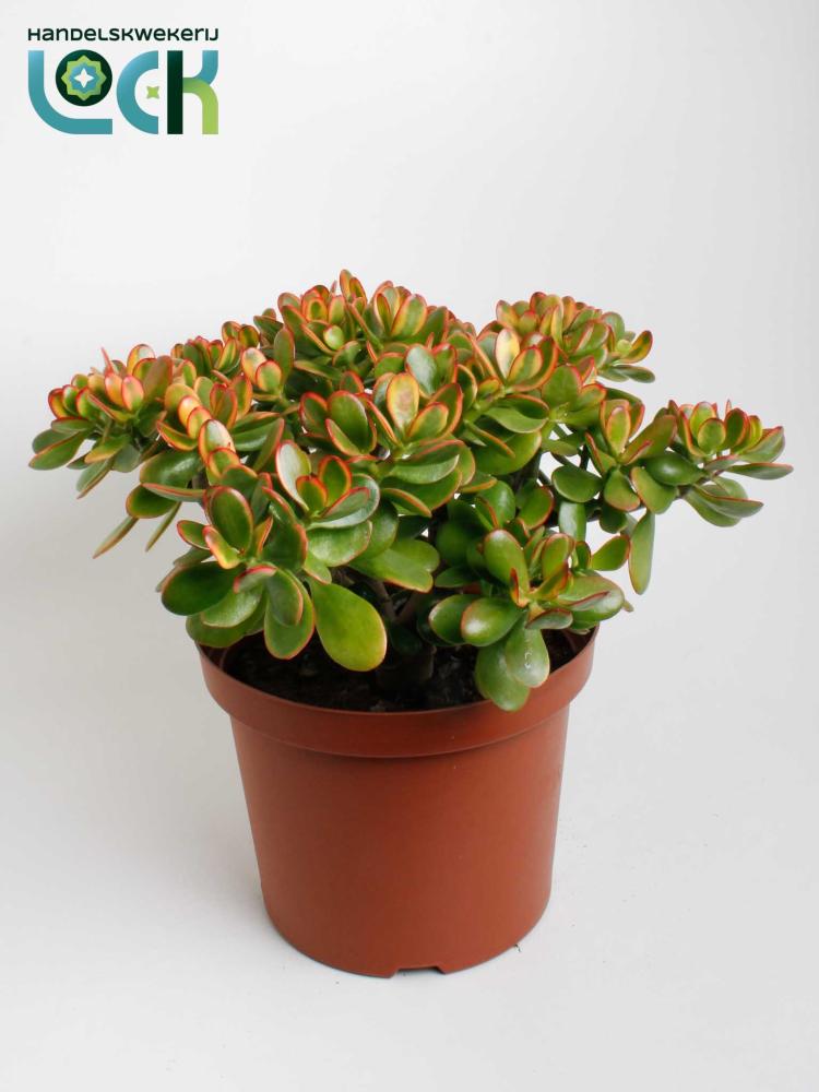 crassula