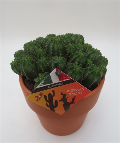 Euphorbia