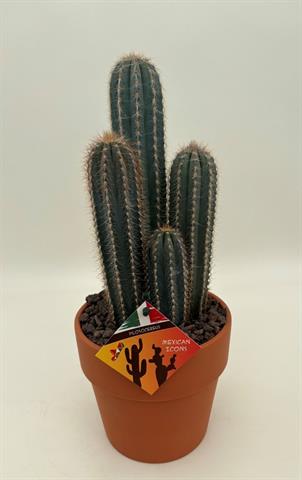 Cereus