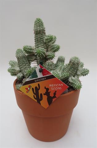 Euphorbia