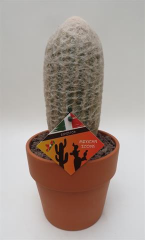 Espostoa