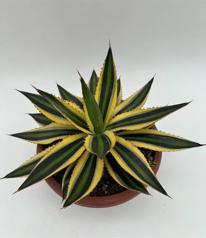 Agave