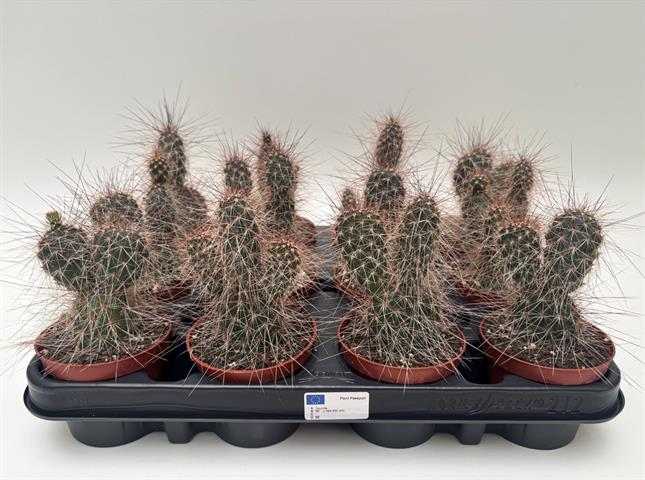 Opuntia