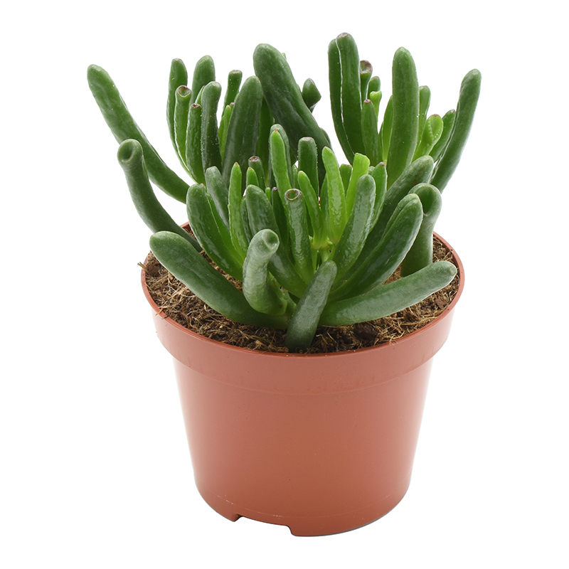 crassula