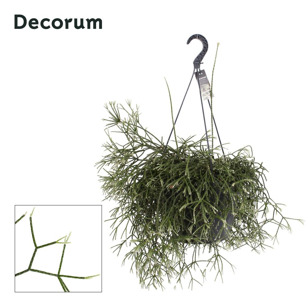 rhipsalis