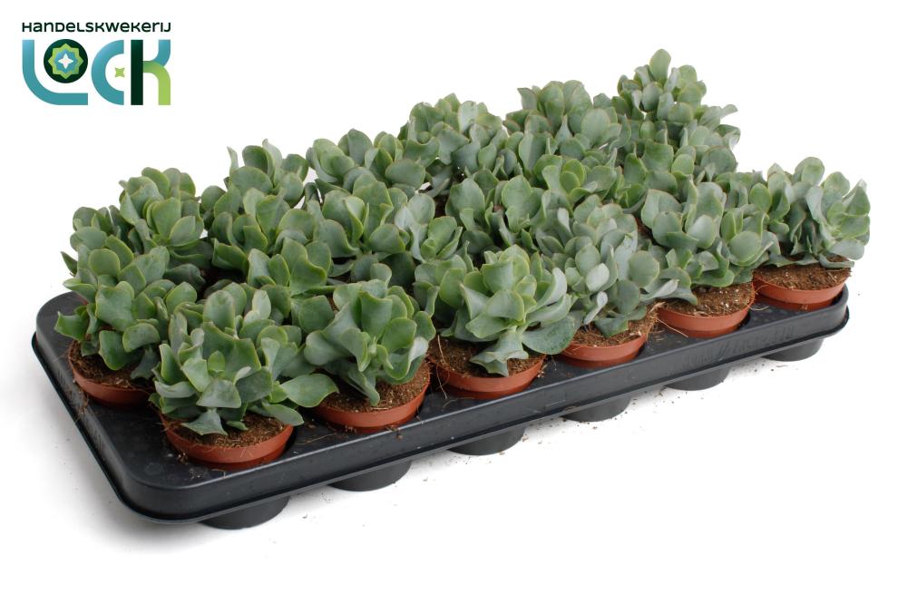 crassula