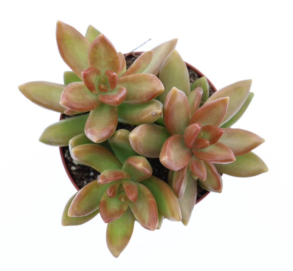 sedum